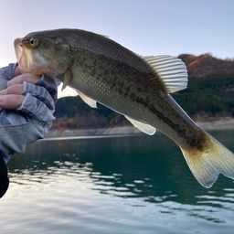 ラージマウスバス