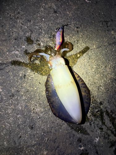 アオリイカの釣果