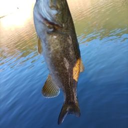 スモールマウスバス