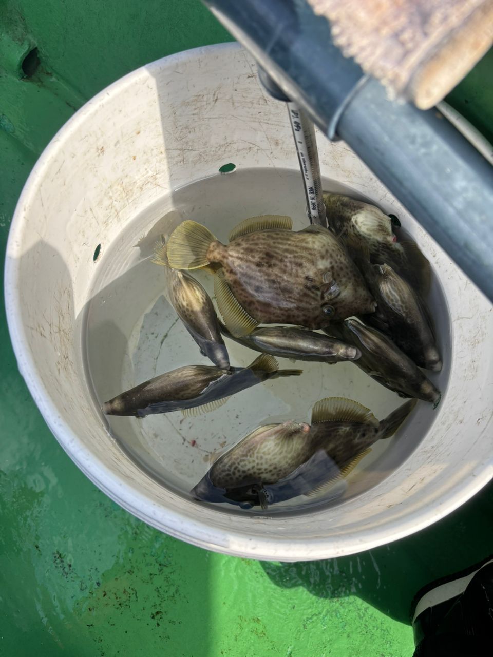 みゆ✨さんの釣果 1枚目の画像