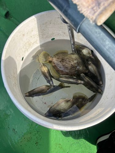 カワハギの釣果