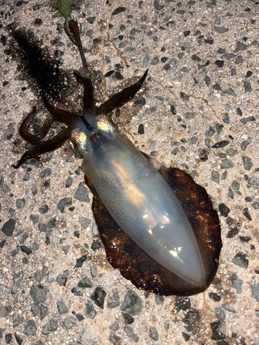 アオリイカの釣果