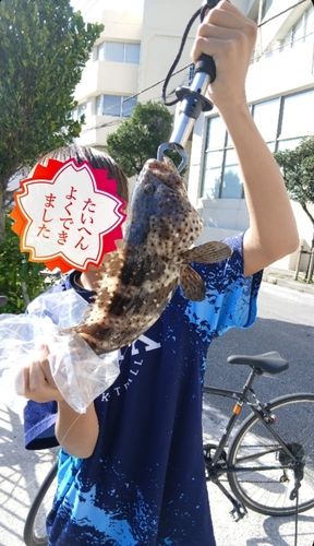 チャイロマルハタの釣果