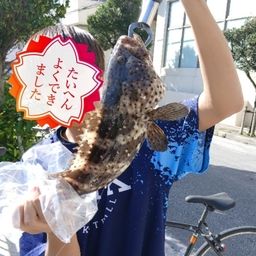 チャイロマルハタ