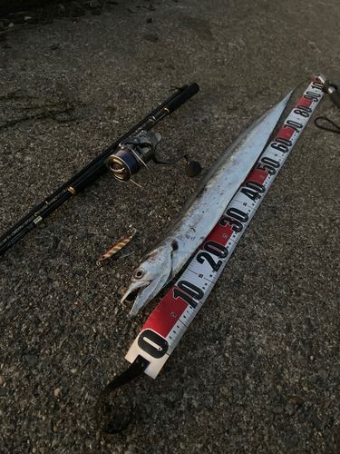 タチウオの釣果