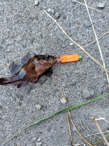 ムラソイの釣果