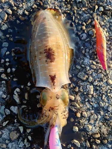 アオリイカの釣果