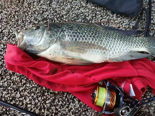 ティラピアの釣果