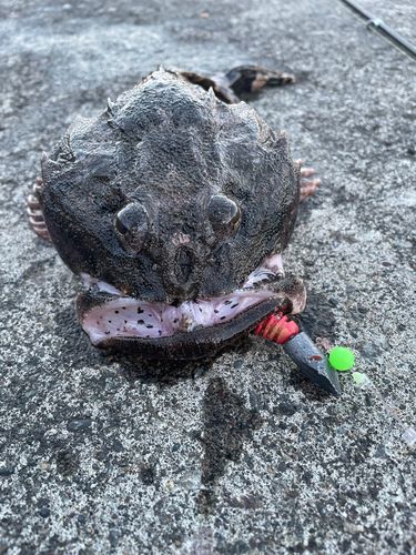 ギスカジカの釣果