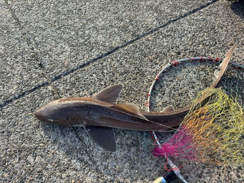 ホシザメの釣果