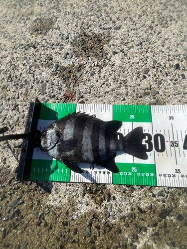 イシダイの釣果