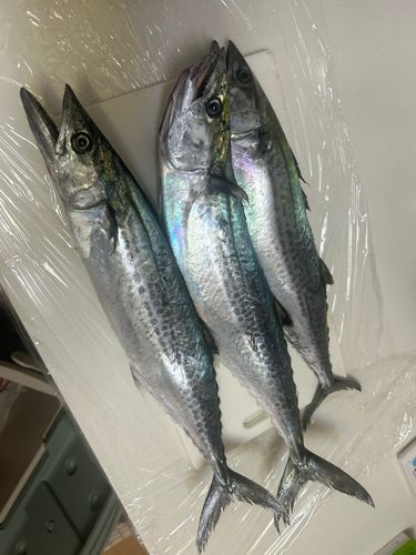 釣果
