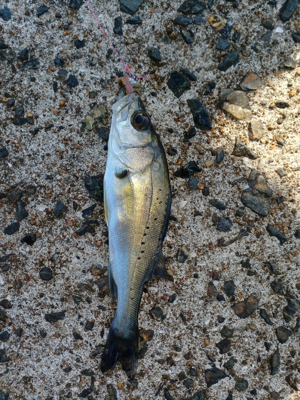 セイゴ（タイリクスズキ）