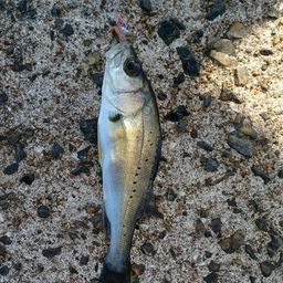 セイゴ（タイリクスズキ）