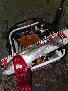 セイゴ（マルスズキ）の釣果