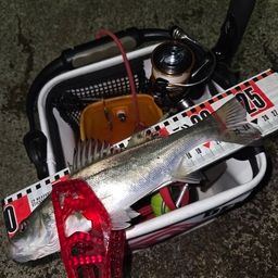 セイゴ（マルスズキ）