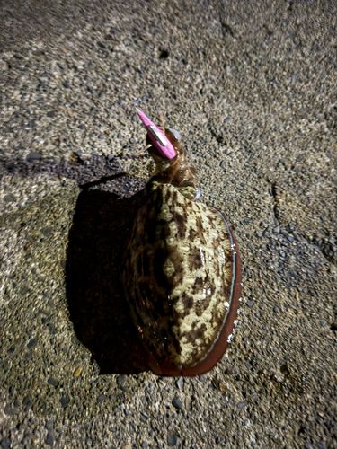 モンゴウイカの釣果