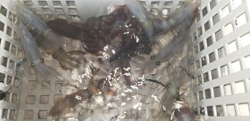 イカの釣果