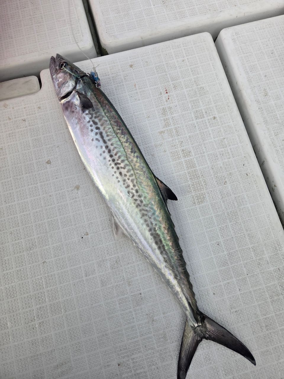 SHIMANO 15オシアコンクエスト 201HGの最安値・インプレ・釣果 | 本音