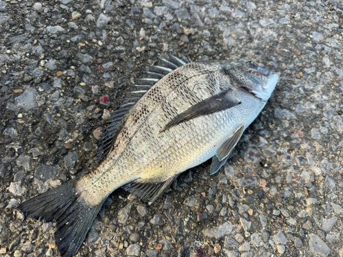 クロダイの釣果