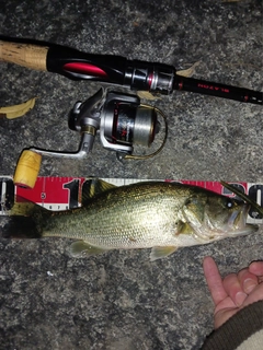 ラージマウスバスの釣果