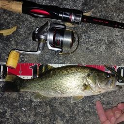 ラージマウスバス