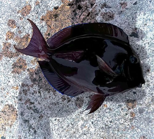 ナガニザの釣果