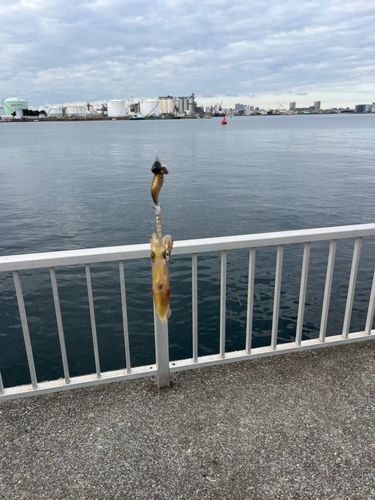 ヒイカの釣果