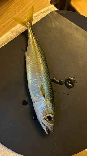 南芦屋浜ベランダ