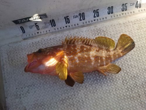 キジハタの釣果