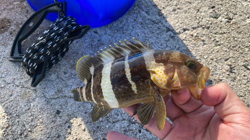 アオハタの釣果