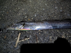 タチウオの釣果