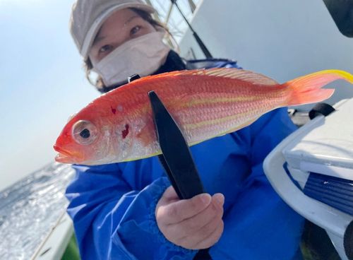 ソコイトヨリの釣果