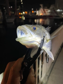 セイゴ（マルスズキ）の釣果