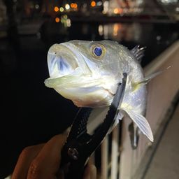 セイゴ（マルスズキ）