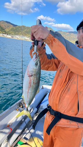 ハマチの釣果