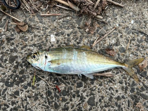 マルアジの釣果