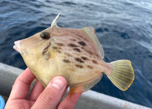 カワハギの釣果