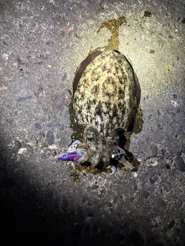 モンゴウイカの釣果