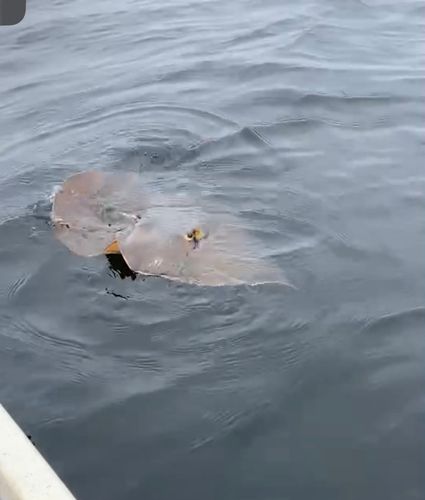 アカエイの釣果