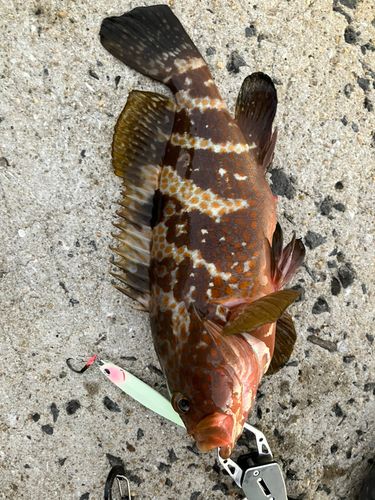 キジハタの釣果