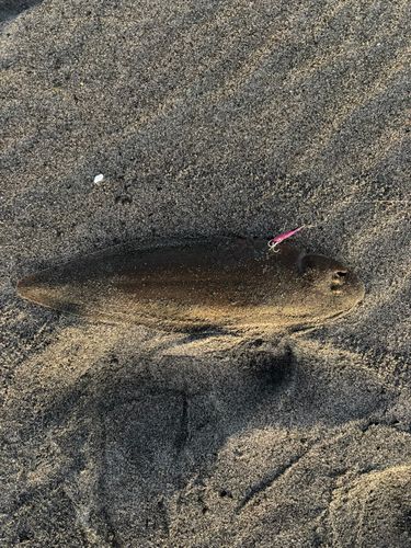 シタビラメの釣果
