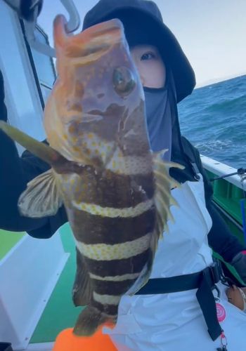 アオハタの釣果