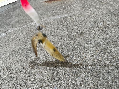 ヒイカの釣果