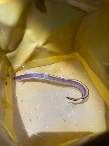 鳥居崎海浜公園