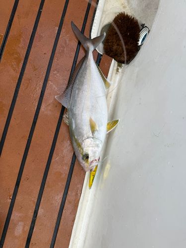 カンパチの釣果