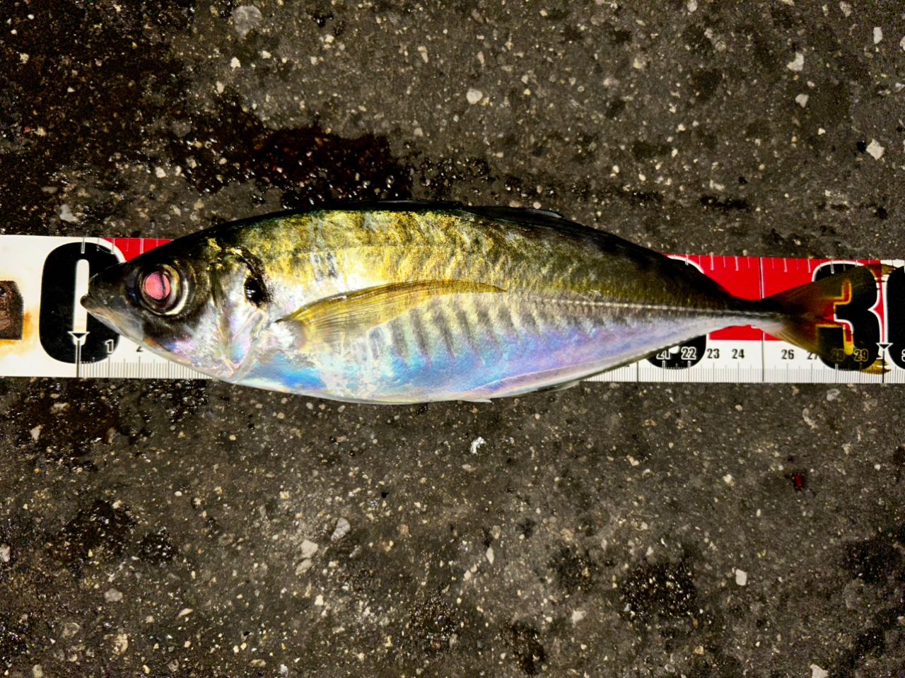 MajorCraft 鯵道 5G AD5-S622M/AJIの最安値・インプレ・釣果 | 本音の