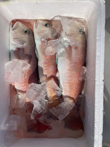 シロアマダイの釣果