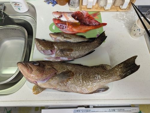 イトヨリダイの釣果