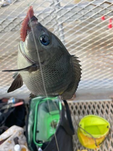 磯子海づり施設